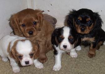 4-kleuren pups 010